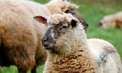 Why Does Scotland Place So Little Value on Its Wool?