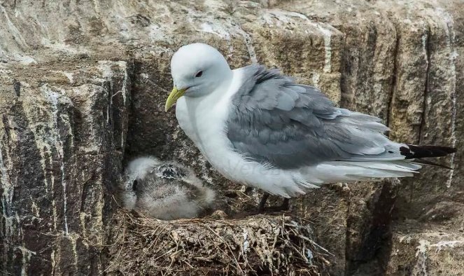 Shetland Man’s Unlikely Bond