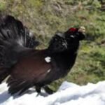 capercaillie