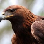 Golden Eagle Conservation Project Eyes Expansion into England and Wales