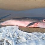 Successful Rescue of 9-Meter Humpback Whale on Scottish Beach