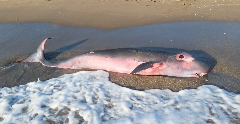 stranded humpback whale on scottish beach