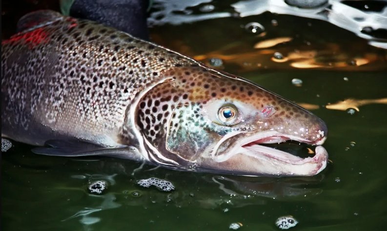 wild trout, River Don, fly fishing in Scotland