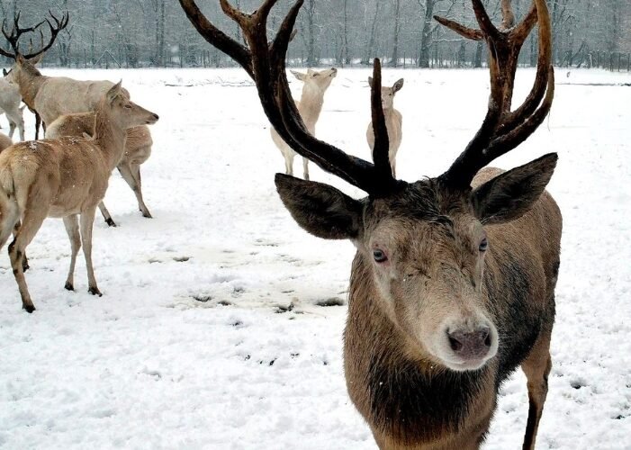 Spotting Red Deer in Galloway Forest Named One of the Top Things to Do in Scotland Over the Festive Period