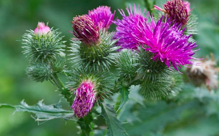 Prickly Thistle, architecture preservation