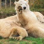 Royal Zoological Society Scotland Hosts Exclusive Fam Trip on 20th March 2025