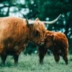 NFU Scotland Urges Cattle EID Implementation by January 2026 Using UHF Tags