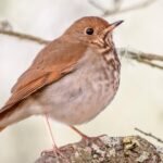 The Top Five Birds Spotted on Scotland’s Farms This Year, According to the Latest Bird Count Survey