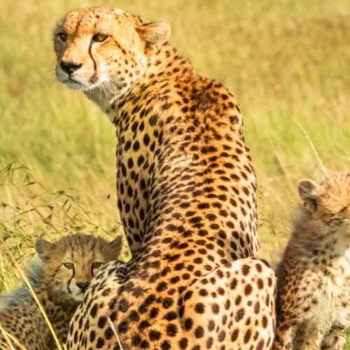 Could Scotland Embrace Coexistence with Predators? What India and Kenya Teach Us