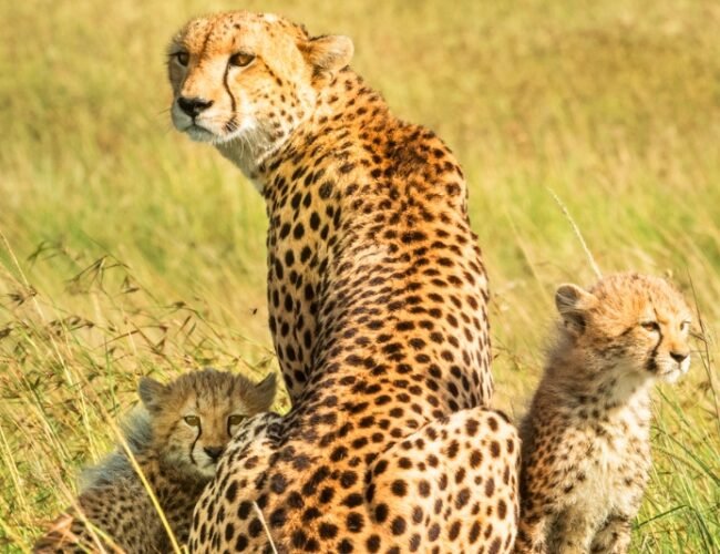 Could Scotland Embrace Coexistence with Predators? What India and Kenya Teach Us