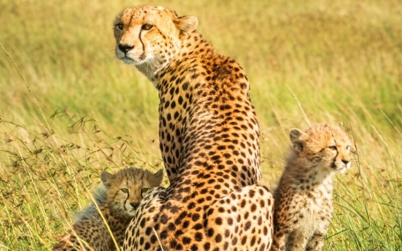 Could Scotland Embrace Coexistence with Predators? What India and Kenya Teach Us