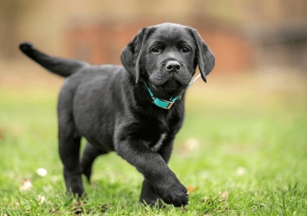 A stock image of a handsome black Labrador puppy