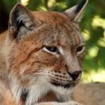 Lynx Dead, Three Quarantined After Alleged Illegal Release in Scottish Highlands