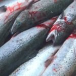 Scottish Government Faces Criticism for Slow Progress on Salmon Farming Regulation