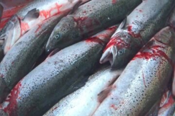 Scottish Government Faces Criticism for Slow Progress on Salmon Farming Regulation