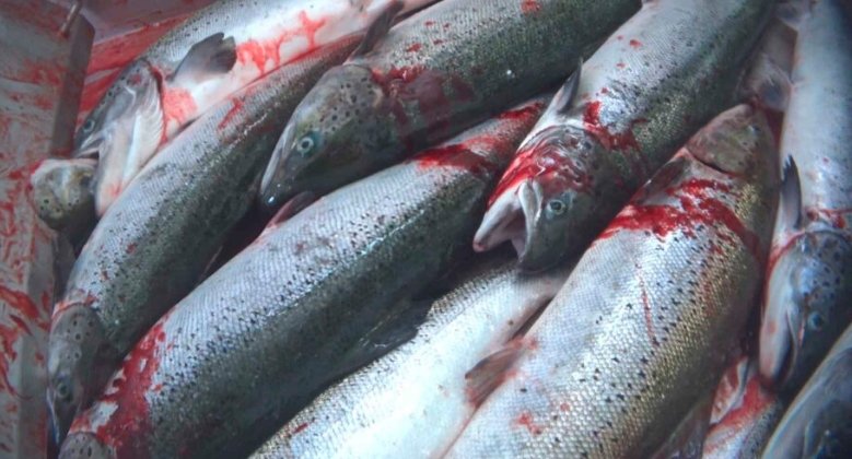 Scottish Government Faces Criticism for Slow Progress on Salmon Farming Regulation