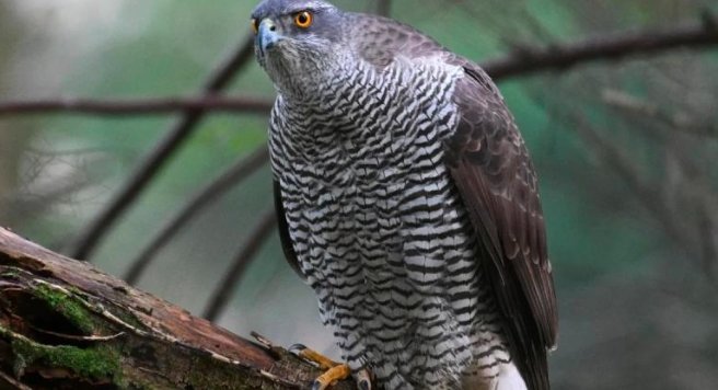 Ecological Restoration in the Cairngorms: A Success Story for Scotland’s Raptors