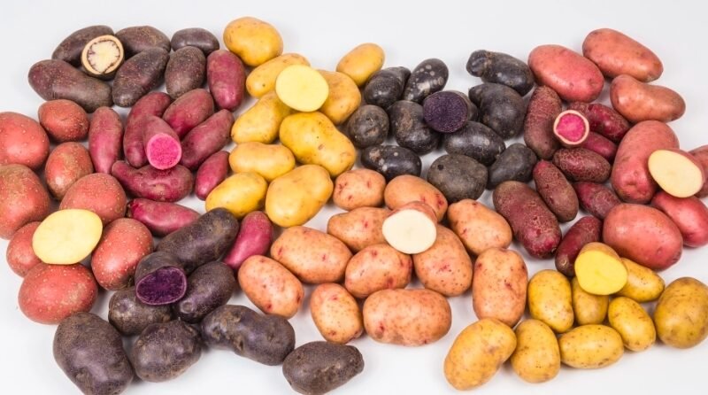 Reviving Scotland’s Heritage Potatoes: The Skea Family’s Mission