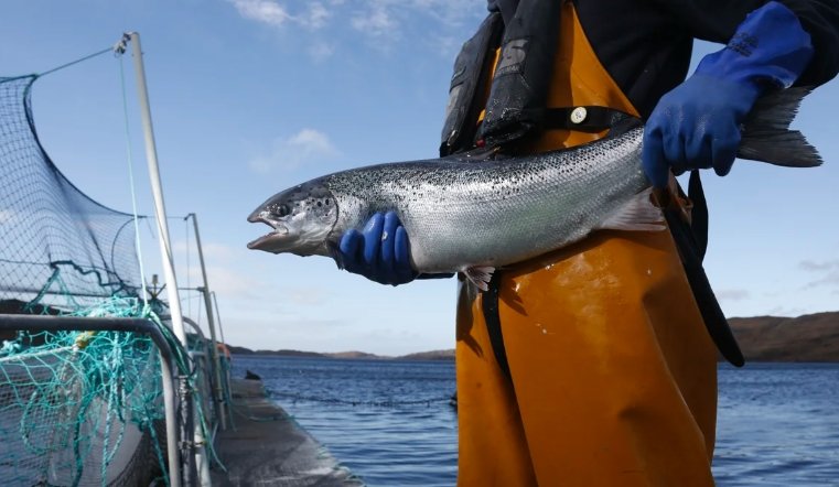 jellyfish_scottish_salmon_farm_threat