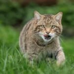 Lynx Reintroduction in Scotland: The Rising Tide of Illegal Releases