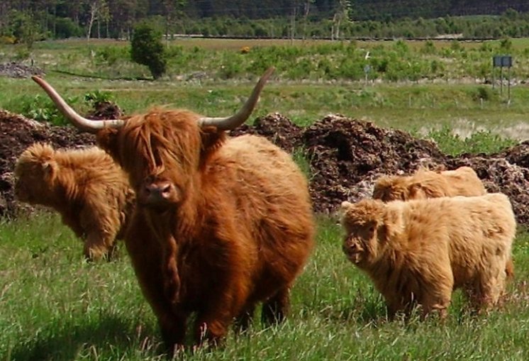 Highland cows in Scotland landscape