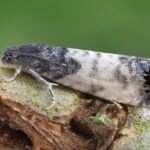 The Race to Save Scotland’s Highland Nymph Moth