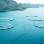 Mowi to Establish Salmon Farm on Scotland’s Sanda Island