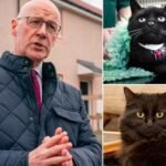 Scotland Has ‘No Intention’ to Ban Cats, Despite Online Rumors