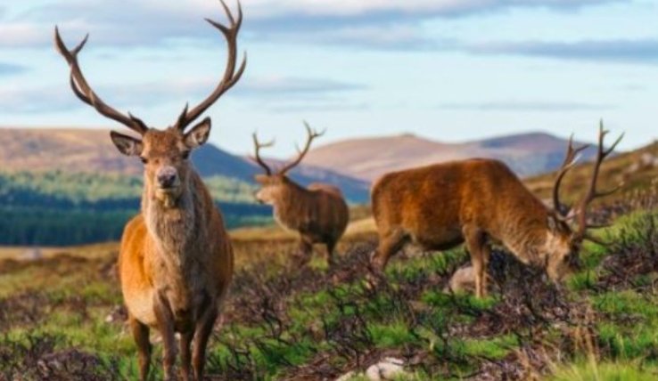 Scottish Highlands red deer