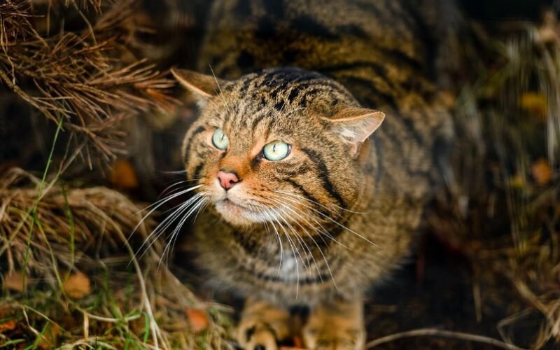 Scotland Faces Pressure to Reconsider Lynx Reintroduction as Public Support Grows