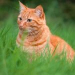 Scotland’s Cat Controversy: Government Denies Ban