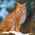 Swinney Rules Out Lynx Reintroduction in Scotland