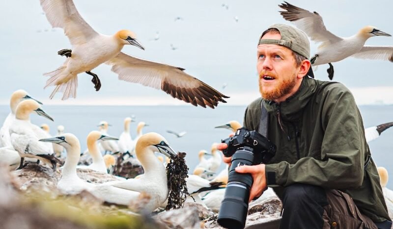 Scotland’s Seabirds Face Uncertain Future as Wind Farms Expand