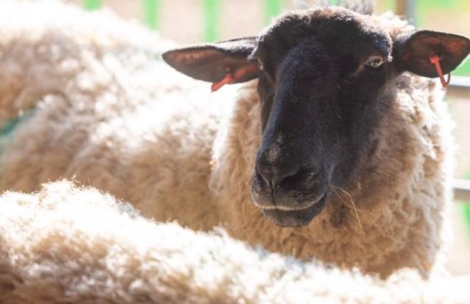 Scottish sheep farm disease outbreak