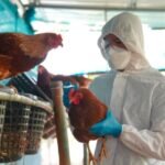 Bird Flu Cases Surge in the UK, But Risk to Humans Remains Low