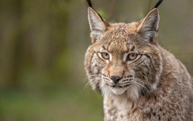 Captured Highland Lynx Waiting for Their New Home