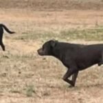 Wild Dog Pack Terrorizes North Carolina Town, Some Finally Captured