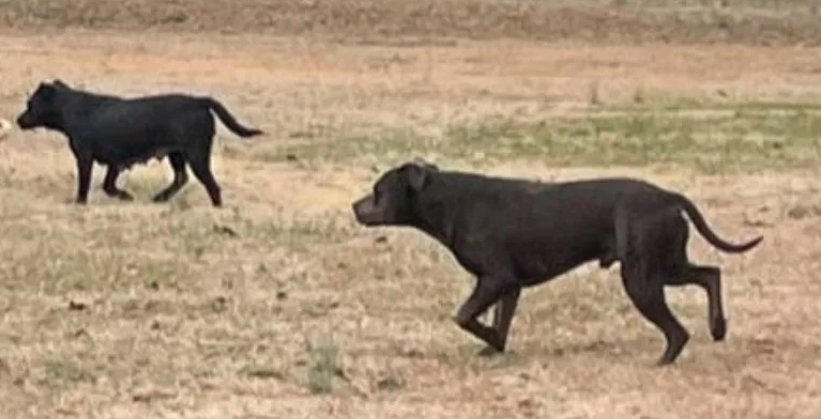 wild dog pack in North Carolina