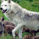 Reintroducing Wolves Could Help Scottish Woodlands Capture CO₂