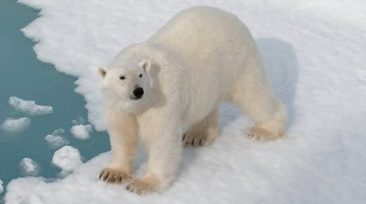 Did Polar Bears Really Roam Scotland