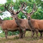 How Scotland’s Deer Have Become One of the Greatest Threats to Our Environment