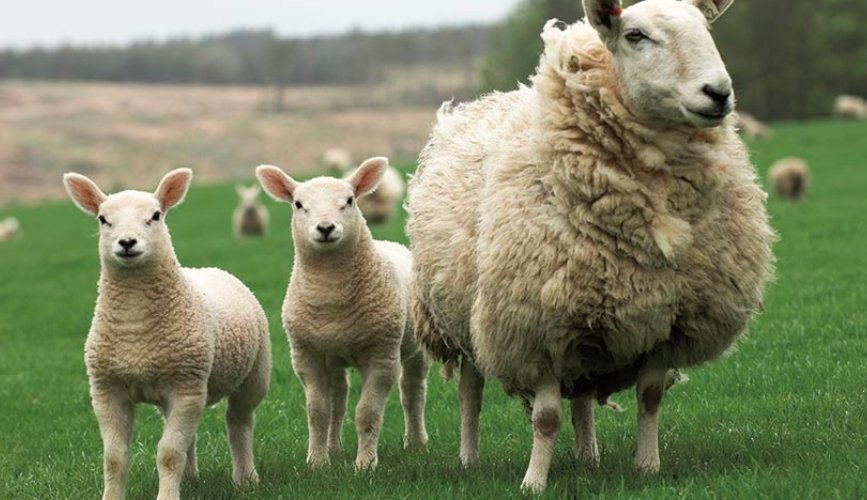 Scottish sheep farming and livestock worrying