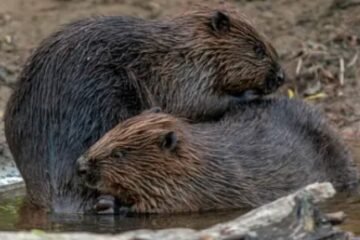 First Beavers from Scotland Released in England Under New Rules