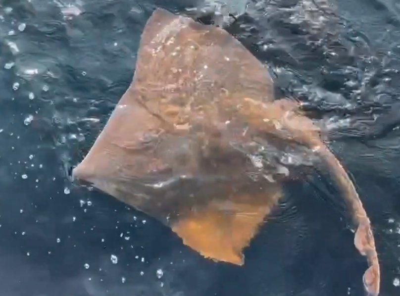 flapper skate Scotland seabed conservation