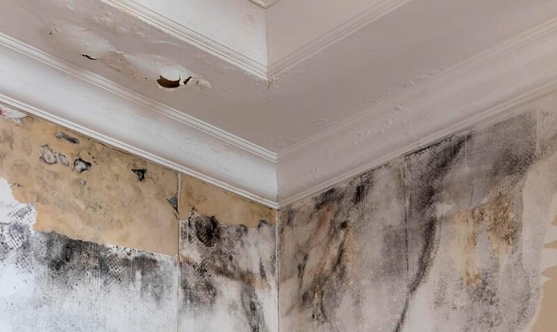 Scotland Moves to Force Landlords to Fix Mould in Social Housing
