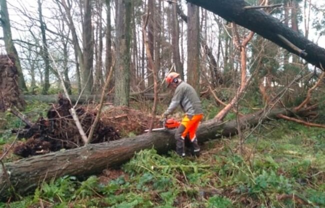 The Stunning Forest Walks and Adventure Trails in Scotland Still Closed Due to Storm Eowyn Damage