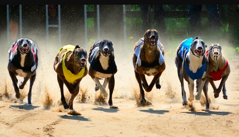 Campaigners and greyhounds protesting for a ban