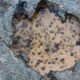 Unusual Dinosaur Tracks in Scotland Reveal an Ancient Watering Hole