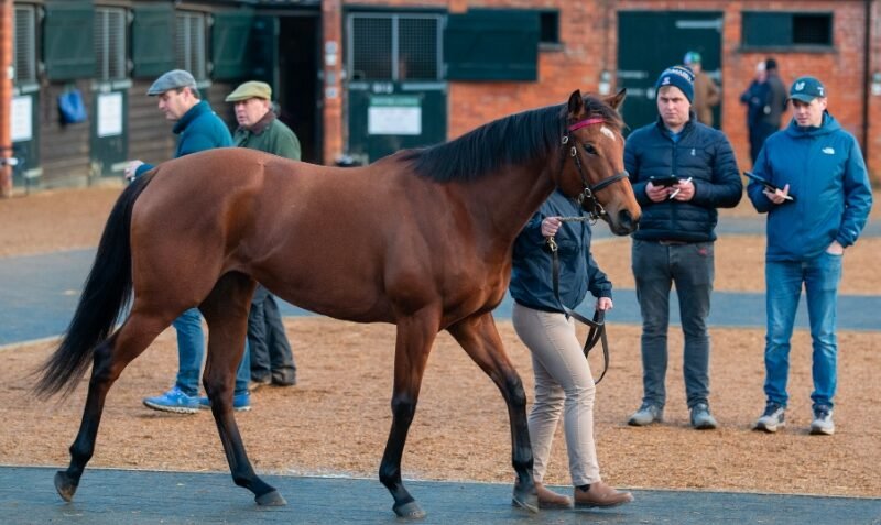 Galloping Gamble: Racehorse Escapes Track, Charges Through Scottish Town in Rare Incident