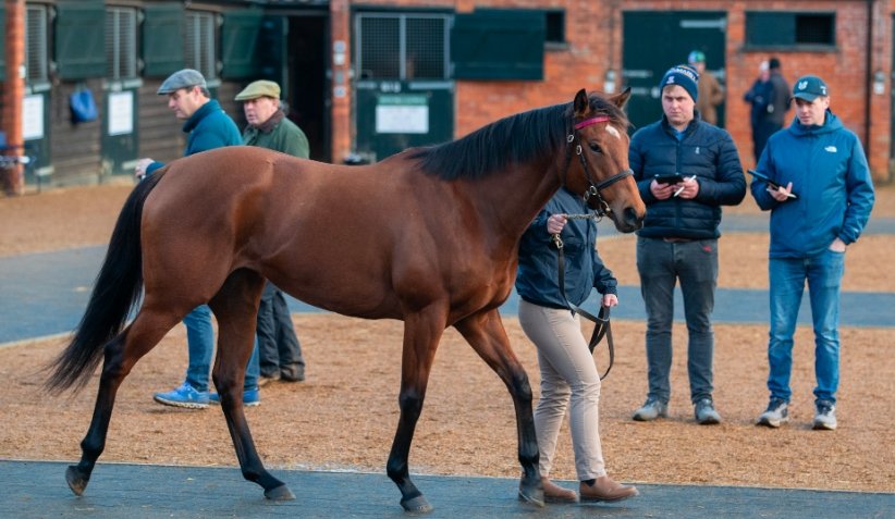 runaway horse Scotland, Rufio racehorse